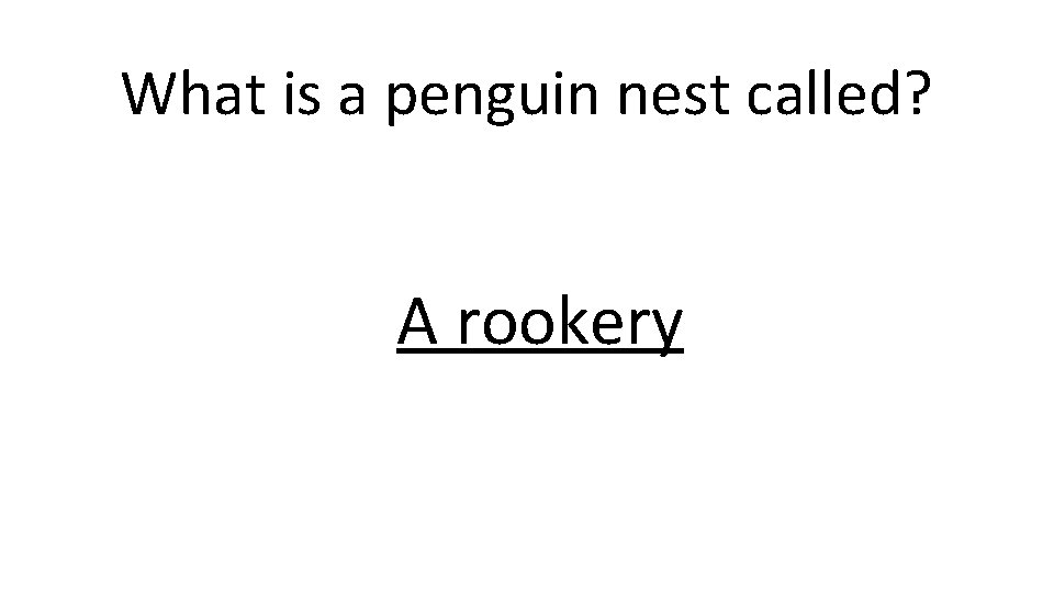 What is a penguin nest called? A rookery 