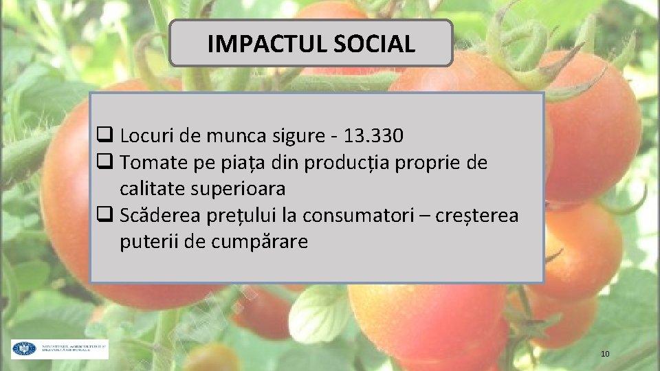 IMPACTUL SOCIAL q Locuri de munca sigure - 13. 330 q Tomate pe piața