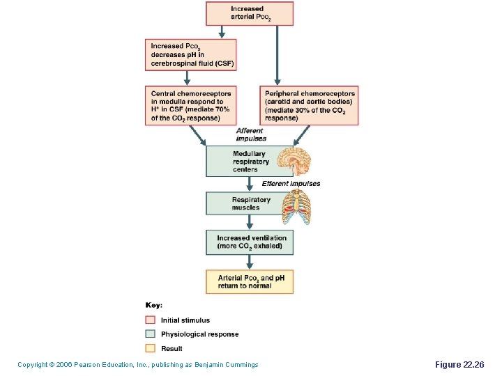 Copyright © 2006 Pearson Education, Inc. , publishing as Benjamin Cummings Figure 22. 26