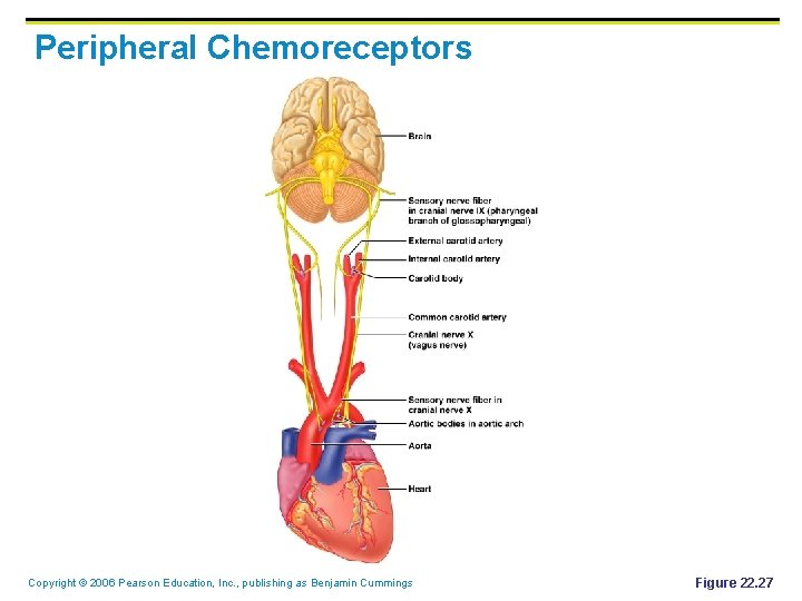 Peripheral Chemoreceptors Copyright © 2006 Pearson Education, Inc. , publishing as Benjamin Cummings Figure