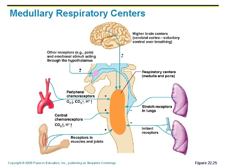 Medullary Respiratory Centers Copyright © 2006 Pearson Education, Inc. , publishing as Benjamin Cummings