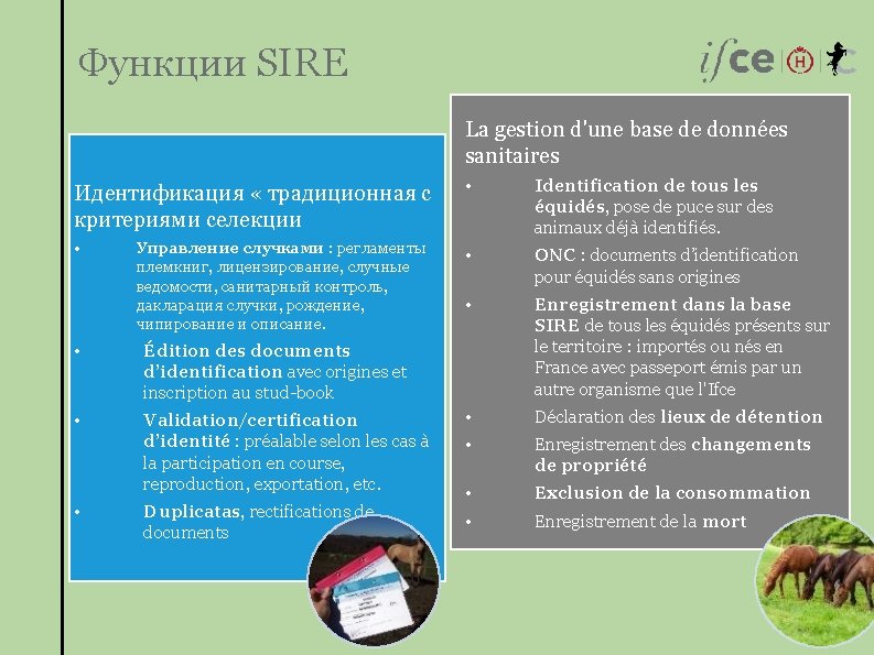 Функции SIRE La gestion d'une base de données sanitaires Идентификация « традиционная с критериями