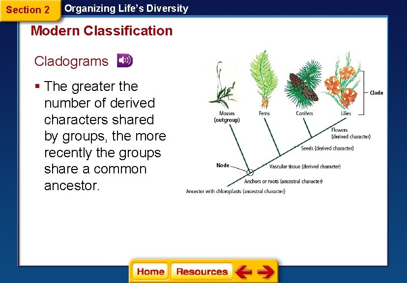 Section 2 Organizing Life’s Diversity Modern Classification Cladograms § The greater the number of Section 2 Organizing Life’s Diversity Modern Classification Cladograms § The greater the number of
