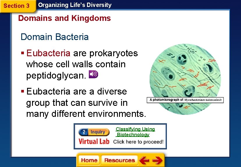 Section 3 Organizing Life’s Diversity Domains and Kingdoms Domain Bacteria § Eubacteria are prokaryotes Section 3 Organizing Life’s Diversity Domains and Kingdoms Domain Bacteria § Eubacteria are prokaryotes