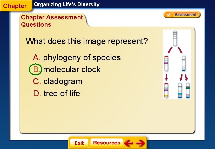 Chapter Organizing Life’s Diversity Chapter Assessment Questions What does this image represent? A. phylogeny Chapter Organizing Life’s Diversity Chapter Assessment Questions What does this image represent? A. phylogeny