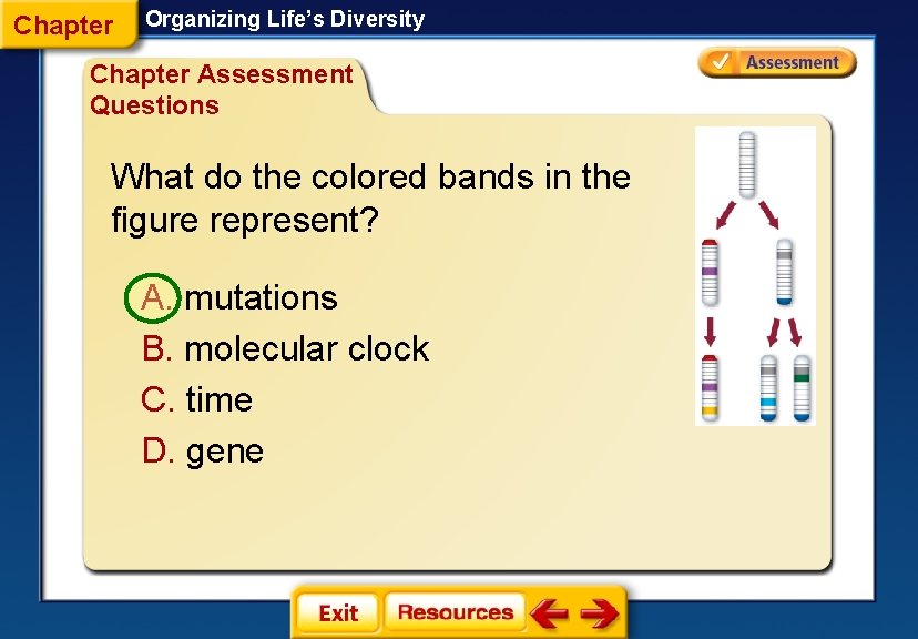 Chapter Organizing Life’s Diversity Chapter Assessment Questions What do the colored bands in the Chapter Organizing Life’s Diversity Chapter Assessment Questions What do the colored bands in the