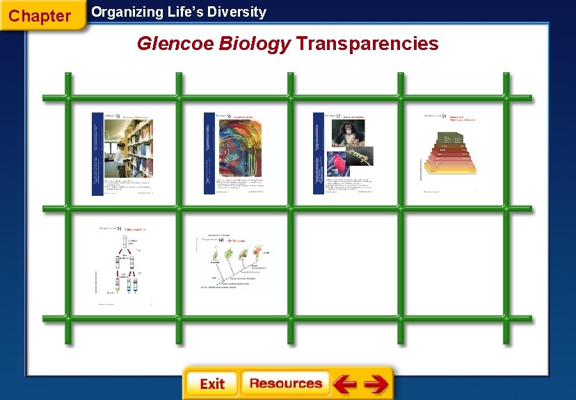 Chapter Organizing Life’s Diversity Glencoe Biology Transparencies 