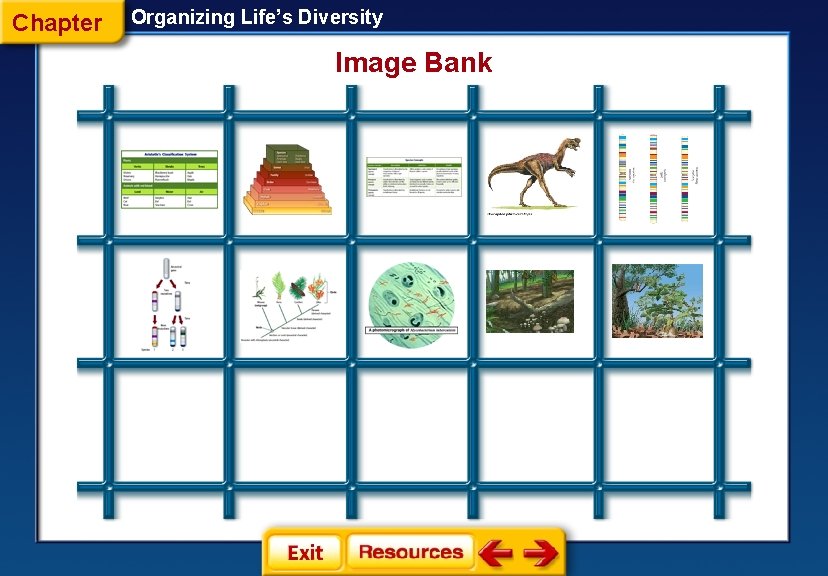 Chapter Organizing Life’s Diversity Image Bank Chapter Organizing Life’s Diversity Image Bank