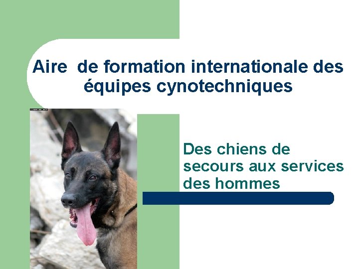 Aire de formation internationale des équipes cynotechniques Des chiens de secours aux services des