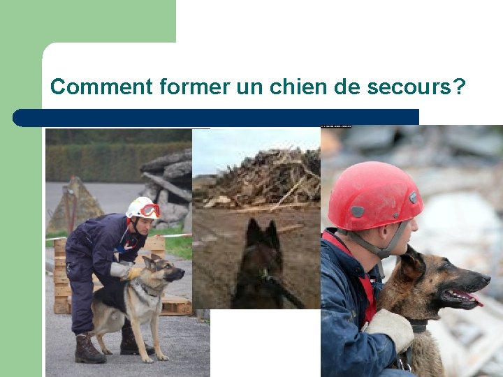 Comment former un chien de secours? 