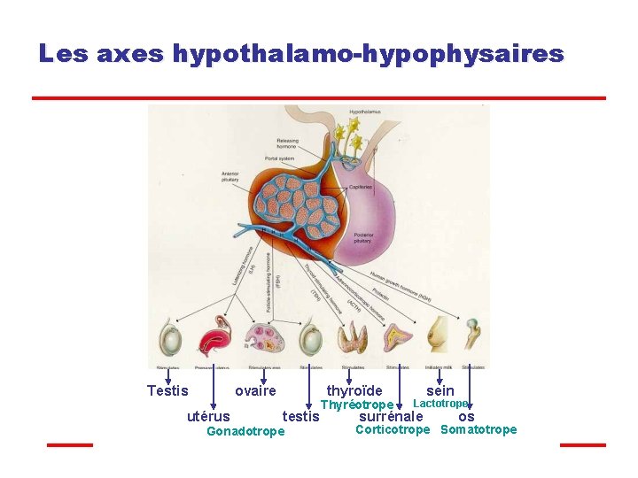 Les axes hypothalamo-hypophysaires Testis ovaire utérus thyroïde testis Gonadotrope Thyréotrope sein Lactotrope surrénale os