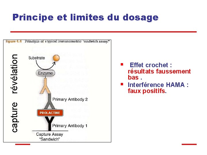 capture révélation Principe et limites du dosage § § PROLACTINE Effet crochet : résultats