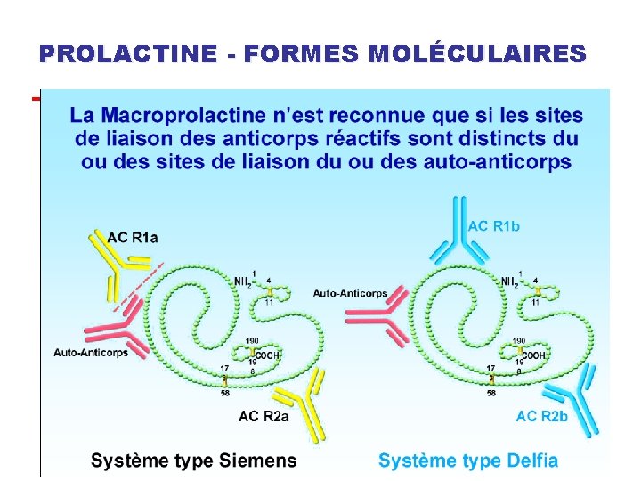 PROLACTINE - FORMES MOLÉCULAIRES 