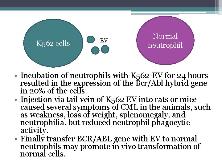 K 562 cells EV Normal neutrophil • Incubation of neutrophils with K 562 -EV