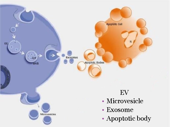 EV • Microvesicle • Exosome • Apoptotic body 