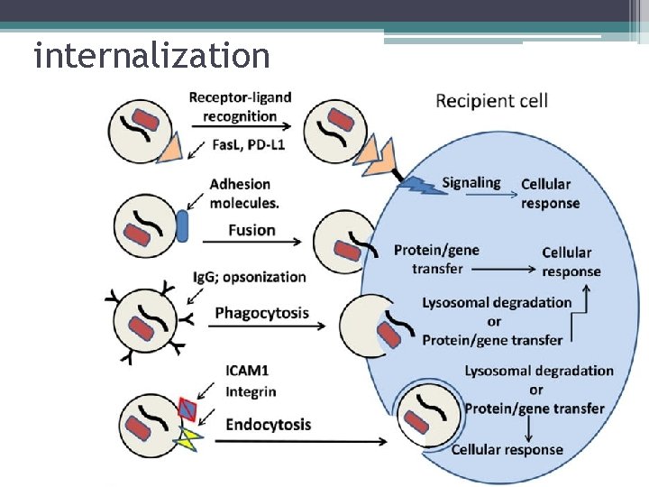 internalization 