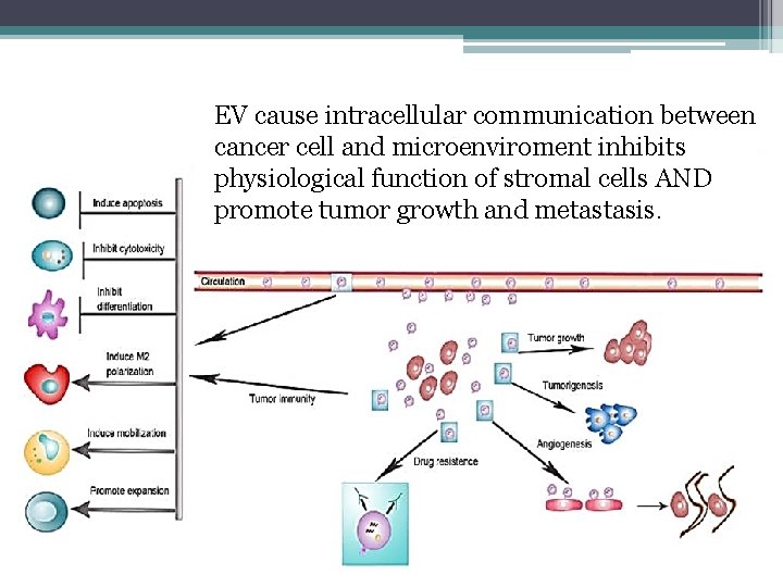 EV cause intracellular communication between cancer cell and microenviroment inhibits physiological function of stromal