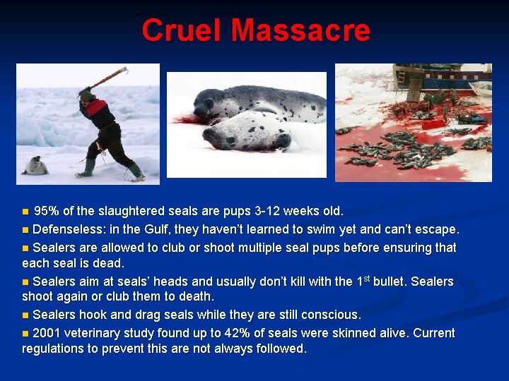 Cruel Massacre 95% of the slaughtered seals are pups 3 -12 weeks old. n