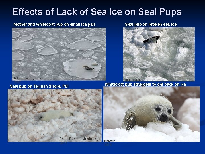 Effects of Lack of Sea Ice on Seal Pups Mother and whitecoat pup on