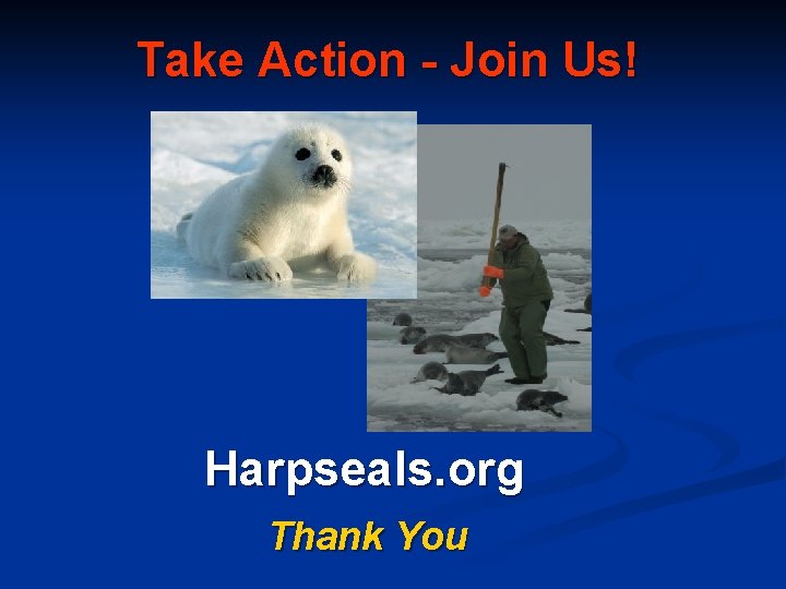 Take Action - Join Us! Harpseals. org Thank You 
