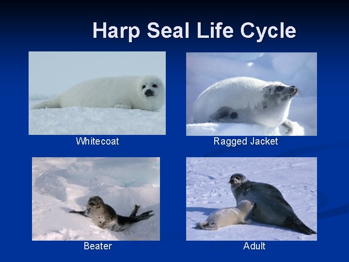 Harp Seal Life Cycle Whitecoat Beater Ragged Jacket Adult 
