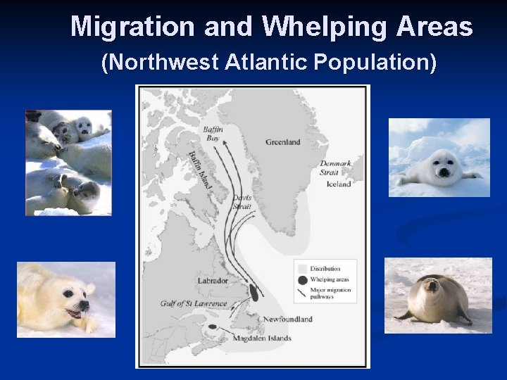 Migration and Whelping Areas (Northwest Atlantic Population) 