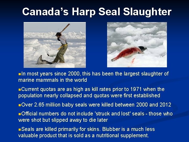 Canada’s Harp Seal Slaughter n. In most years since 2000, this has been the