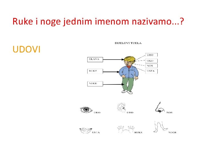 Ruke i noge jednim imenom nazivamo. . . ? UDOVI 