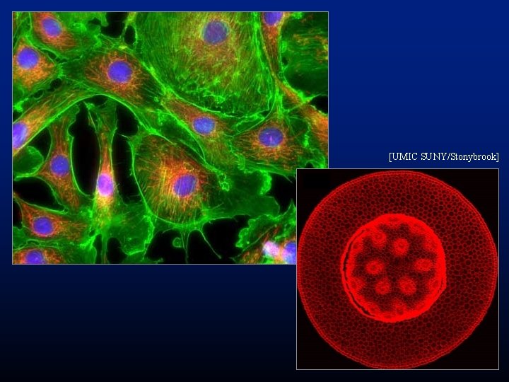 [UMIC SUNY/Stonybrook] 