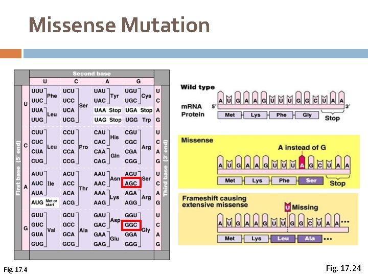 Missense Mutation Fig. 17. 4 Fig. 17. 24 