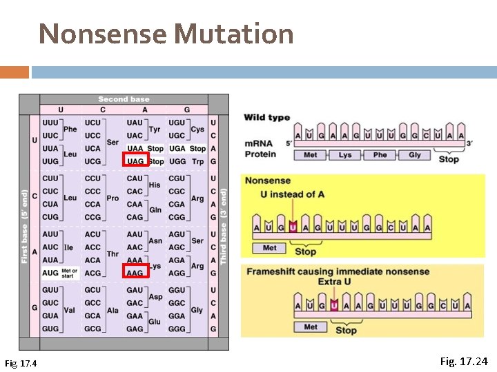 Nonsense Mutation Fig. 17. 4 Fig. 17. 24 