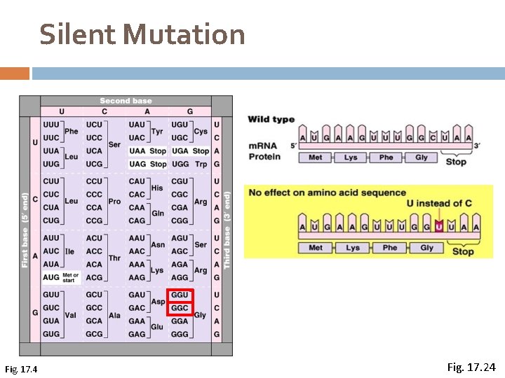 Silent Mutation Fig. 17. 4 Fig. 17. 24 