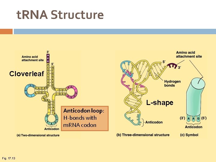 t. RNA Structure Cloverleaf L-shape Anticodon loop: H-bonds with m. RNA codon Fig. 17.