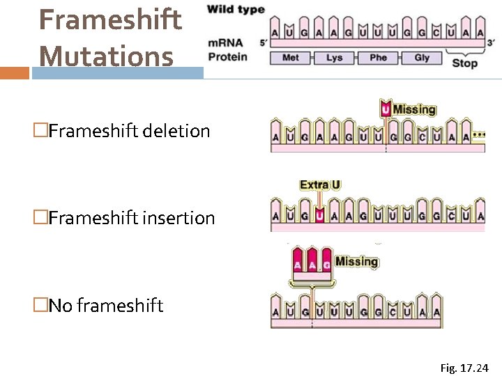 Frameshift Mutations �Frameshift deletion �Frameshift insertion �No frameshift Fig. 17. 24 