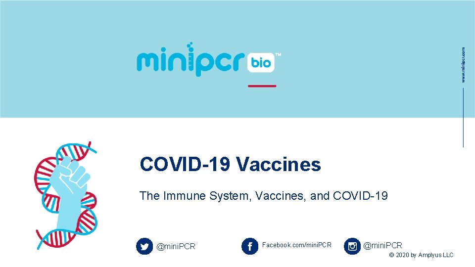 COVID-19 Vaccines The Immune System, Vaccines, and COVID-19 @mini. PCR Facebook. com/mini. PCR @mini.