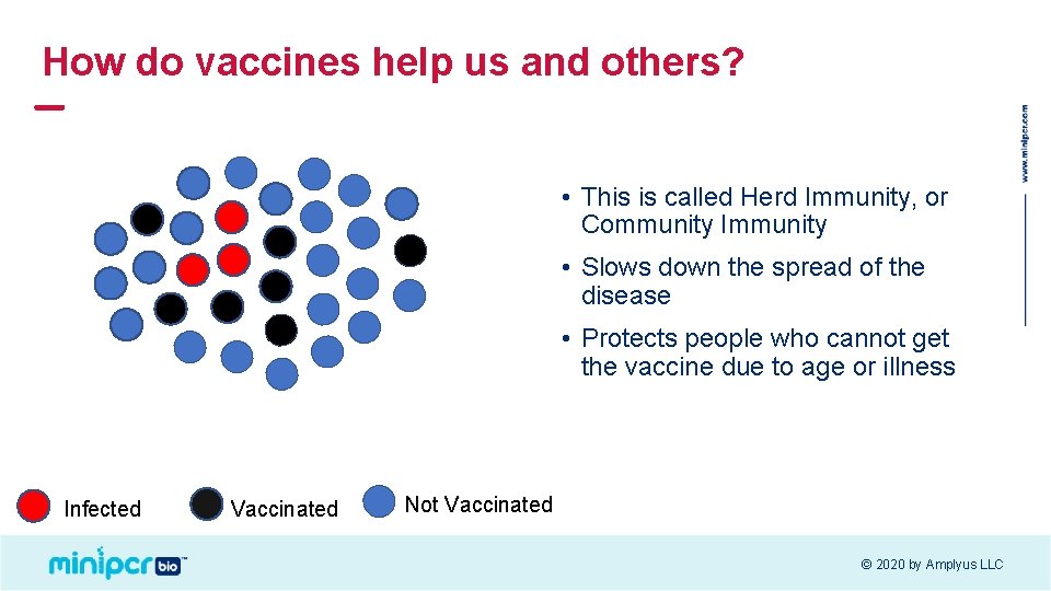 How do vaccines help us and others? • This is called Herd Immunity, or