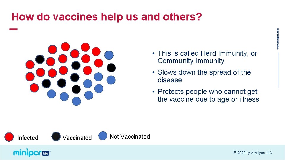 How do vaccines help us and others? • This is called Herd Immunity, or