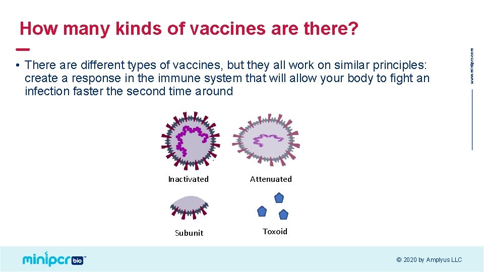 How many kinds of vaccines are there? • There are different types of vaccines,