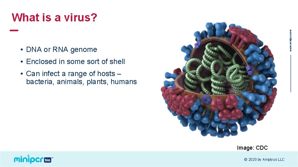 What is a virus? • DNA or RNA genome • Enclosed in some sort