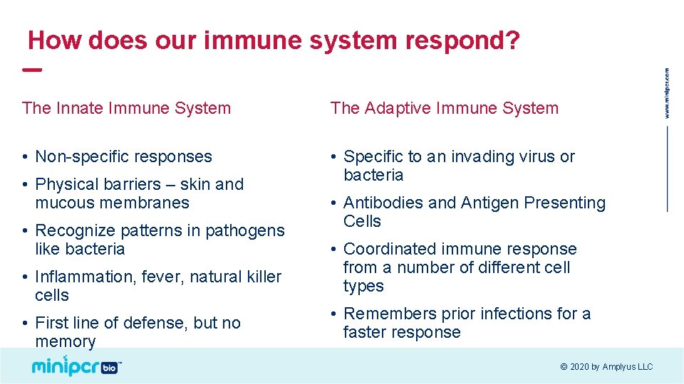 How does our immune system respond? The Innate Immune System The Adaptive Immune System