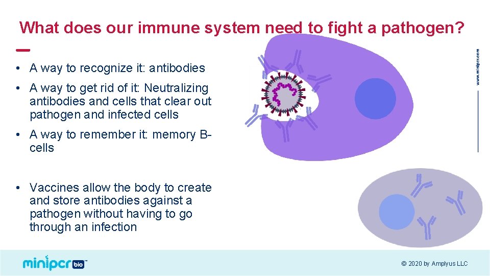 What does our immune system need to fight a pathogen? • A way to