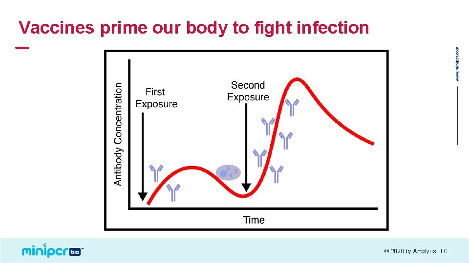 Vaccines prime our body to fight infection © 2020 by Amplyus LLC 