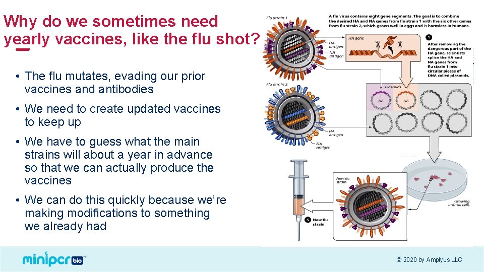 Why do we sometimes need yearly vaccines, like the flu shot? • The flu