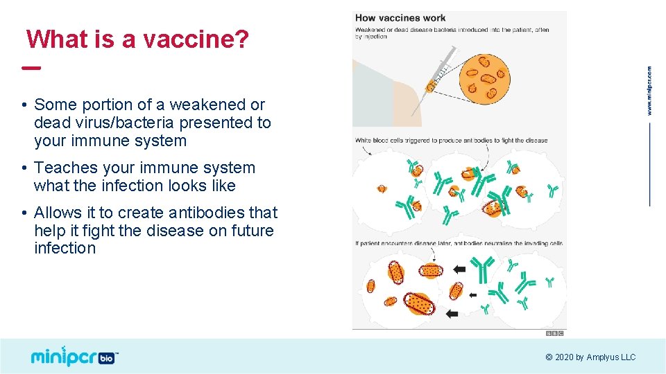 What is a vaccine? • Some portion of a weakened or dead virus/bacteria presented