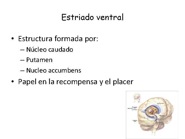 Estriado ventral • Estructura formada por: – Núcleo caudado – Putamen – Nucleo accumbens