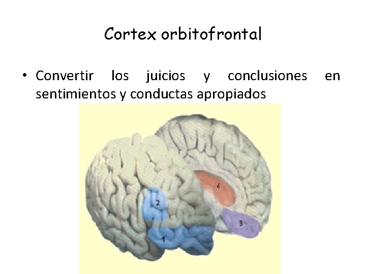 Cortex orbitofrontal • Convertir los juicios y conclusiones sentimientos y conductas apropiados en 