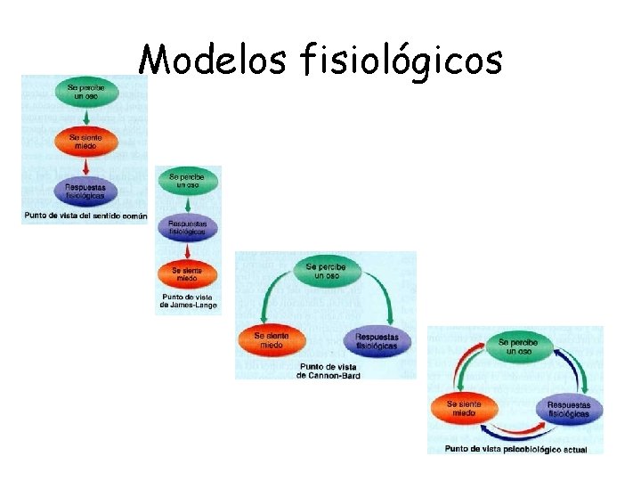 Modelos fisiológicos 