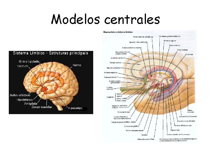 Modelos centrales 