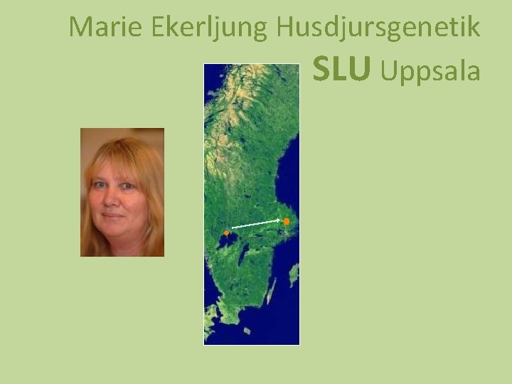 Marie Ekerljung Husdjursgenetik SLU Uppsala 