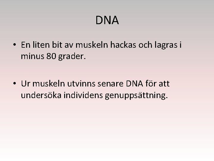 DNA • En liten bit av muskeln hackas och lagras i minus 80 grader.